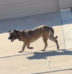 Found/Stray Male Dog last seen Guadalupe and Cooper, Gilbert, AZ 85233