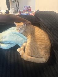 Lost Male Cat last seen Van hoy dr, Richmond, VA 23219