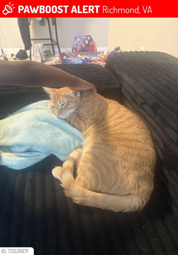 Lost Male Cat last seen Van hoy dr, Richmond, VA 23219