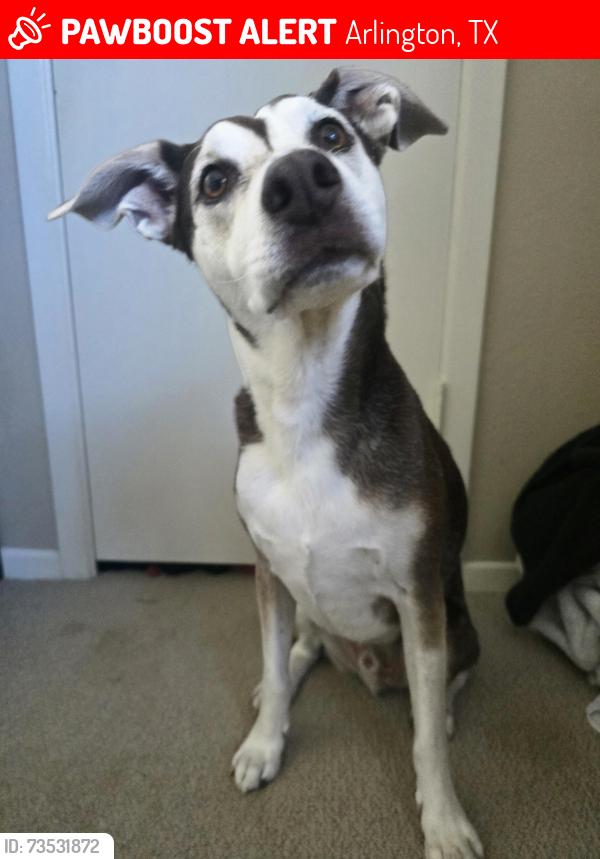 Lost Male Dog last seen Veterans park, Arlington, TX 76013