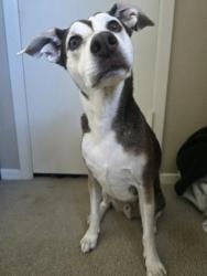 Lost Male Dog last seen Veterans park, Arlington, TX 76013