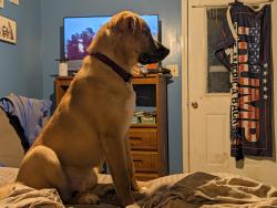 Reunited Male Dog last seen Mebane st Burlington NC, Burlington, NC 27215