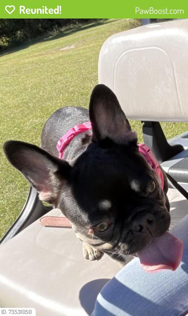 Reunited Female Dog last seen Berkeley Manor Camp Lejeune, Camp Lejeune, NC 28547