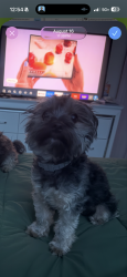 Lost Male Dog last seen Broadway, Haltom City, TX 76117