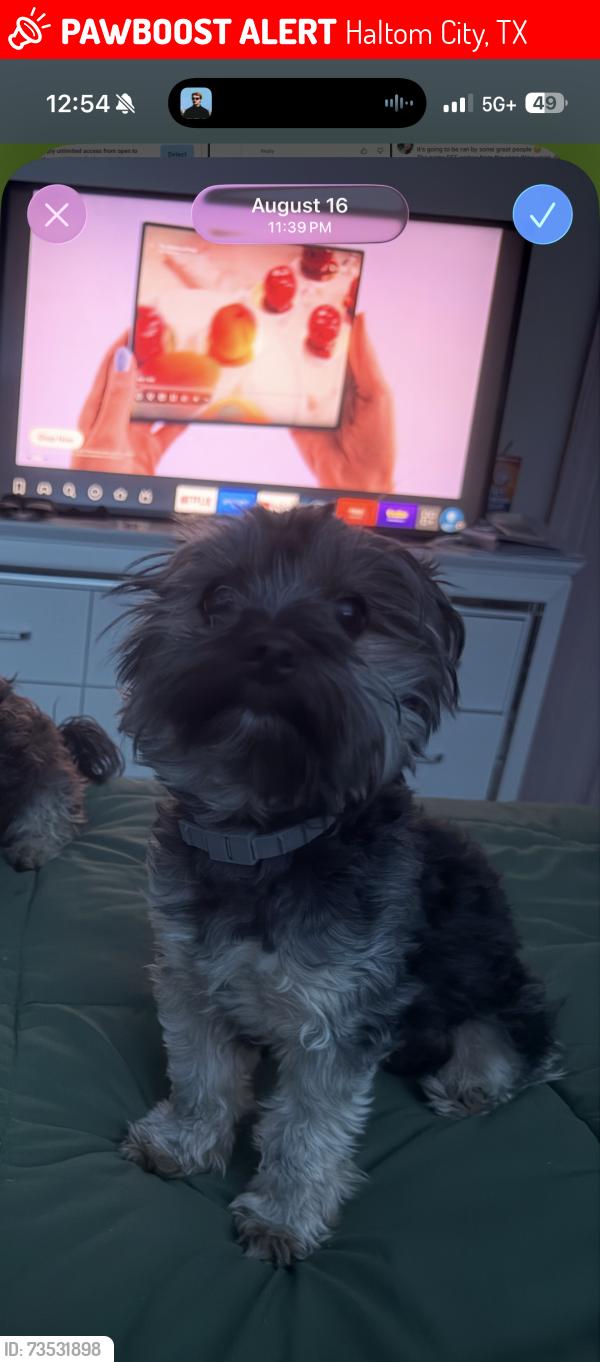 Lost Male Dog last seen Broadway, Haltom City, TX 76117