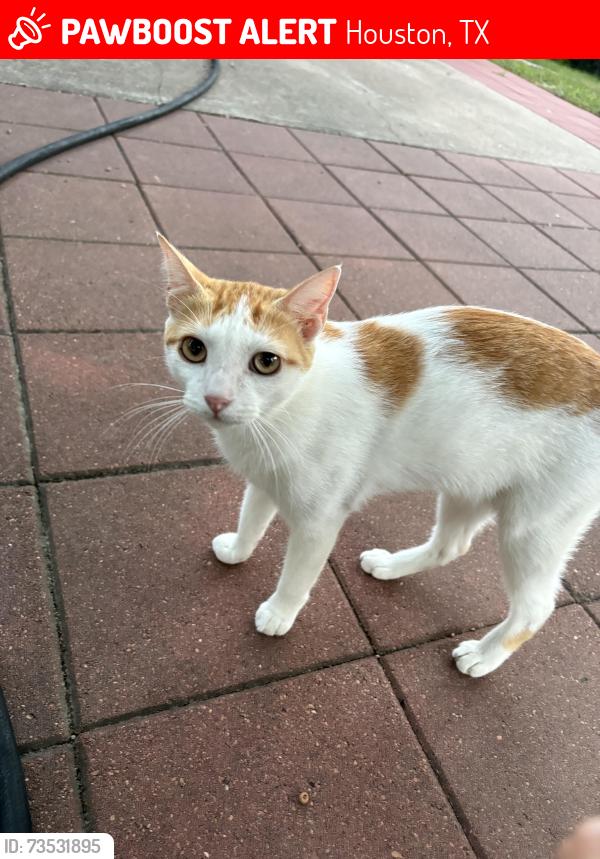 Lost Male Cat last seen Spring branch trail, behind are hse, Houston, TX 77043