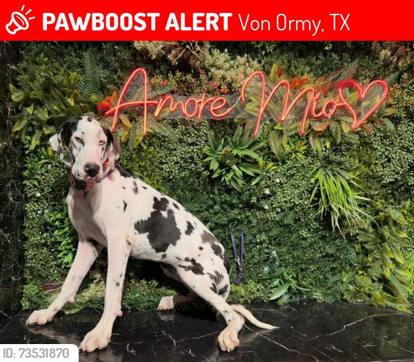 Lost Female Dog last seen Near butterfly Von Ormy calle de tierra, Von Ormy, TX 78073