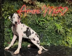 Lost Female Dog last seen Near butterfly Von Ormy calle de tierra, Von Ormy, TX 78073