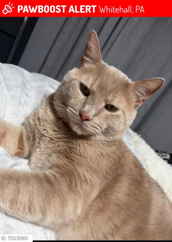 Lost Male Cat last seen Baptist road, Whitehall, PA 15236