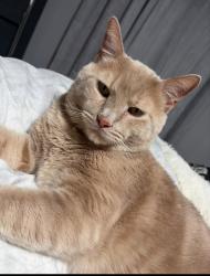 Lost Male Cat last seen Baptist road, Whitehall, PA 15236