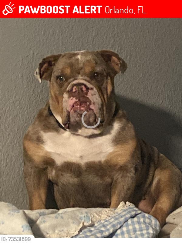 Lost Female Dog last seen Abercorn Dr/ Darwood Dr, Orlando, FL 32812