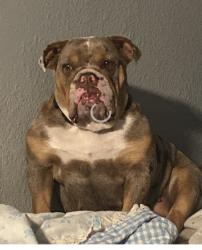 Lost Female Dog last seen Abercorn Dr/ Darwood Dr, Orlando, FL 32812