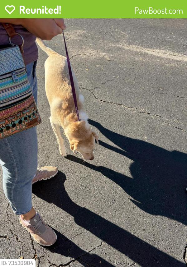 Reunited Male Dog last seen Landsdowne, Wilmington, NC 28412