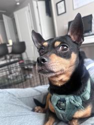 Lost Male Dog last seen Near Adonis street spring tx, Spring, TX 77373