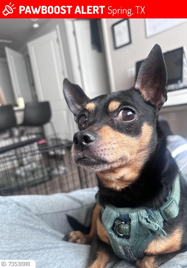 Lost Male Dog last seen Near Adonis street spring tx, Spring, TX 77373