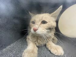 Shelter Stray Male Cat last seen Near N 2350 E, Layton, UT 84040, USA, 1422 E 600 N, Fruit Heights, UT 84037, USA