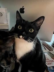 Lost Male Cat last seen Cordilleras, Emerald Hills, CA 94062