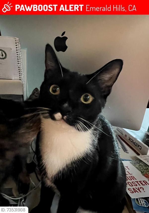 Lost Male Cat last seen Cordilleras, Emerald Hills, CA 94062