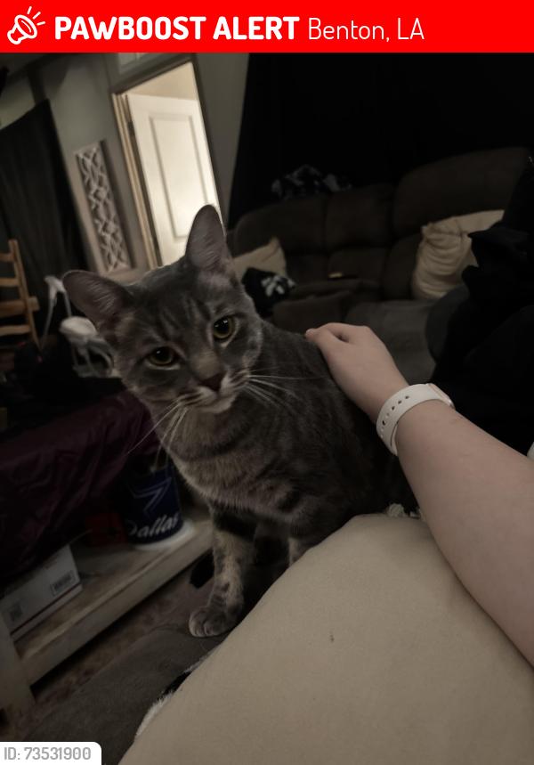 Lost Male Cat last seen Crouch Road Benton Louisiana/Running Deer lane/ Cypress Lake Circle, Benton, LA 71006