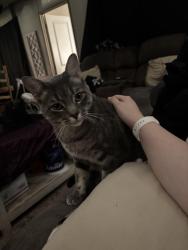Lost Male Cat last seen Crouch Road Benton Louisiana/Running Deer lane/ Cypress Lake Circle, Benton, LA 71006