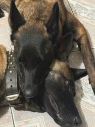 Lost Male Dog last seen C' towing, Norwalk, CA 90650