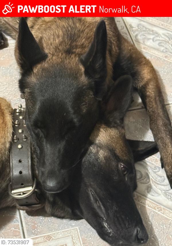Lost Male Dog last seen C' towing, Norwalk, CA 90650