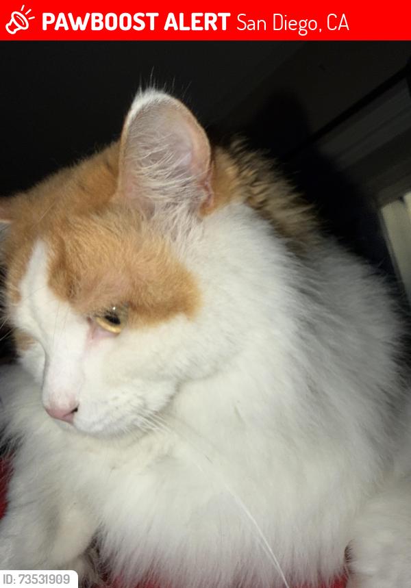 Lost Male Cat last seen Mission Blvd/ Jamaica Ct, San Diego, CA 92109