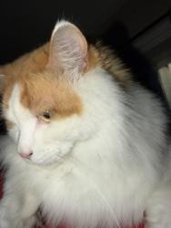 Lost Male Cat last seen Mission Blvd/ Jamaica Ct, San Diego, CA 92109
