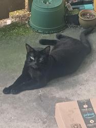 Lost Male Cat last seen apmts next to plaid pantry, McMinnville, OR 97128