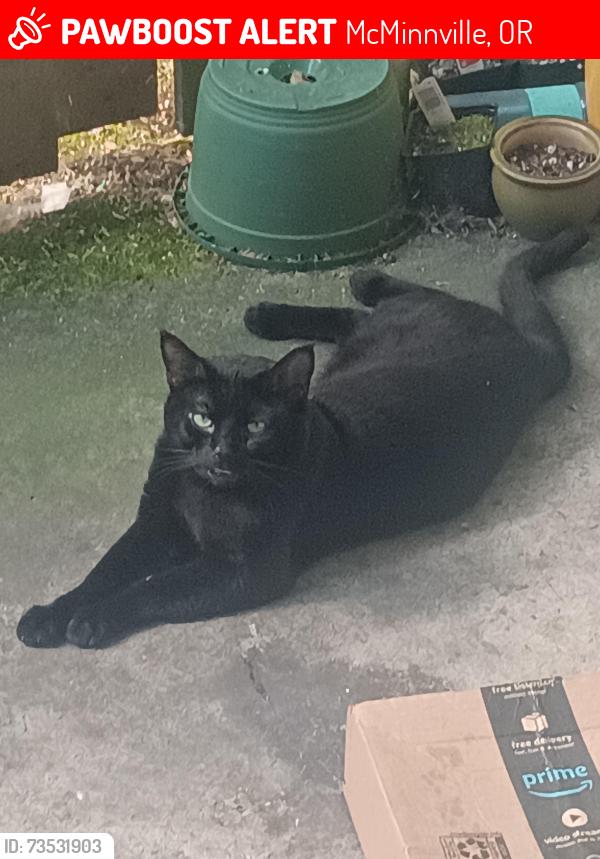 Lost Male Cat last seen apmts next to plaid pantry, McMinnville, OR 97128