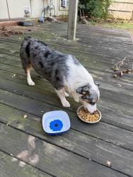 Reunited Male Dog last seen Golf Course, Tulsa, OK 74132