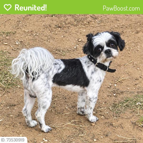 Reunited Male Dog last seen Tanner Dr & Godfrey St, Midland, TX 79703