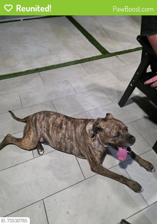 Reunited Male Dog last seen 152nd Street, Richmond West, FL 33177