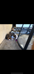 Lost Female Dog last seen Newport dr close by the quail valley liquor store, Canyon Lake, CA 92587