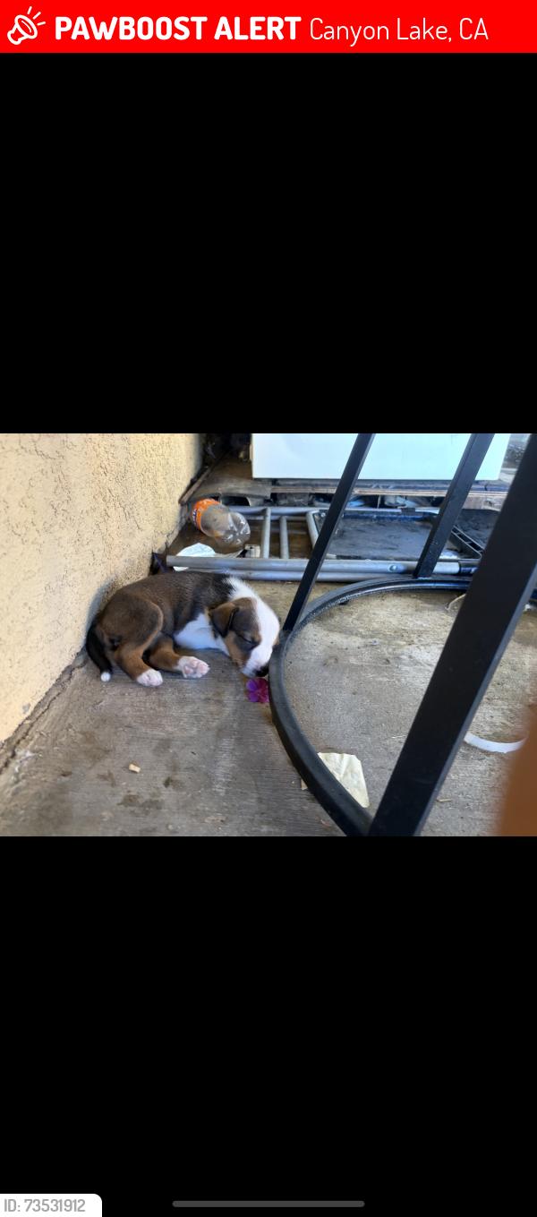 Lost Female Dog last seen Newport dr close by the quail valley liquor store, Canyon Lake, CA 92587