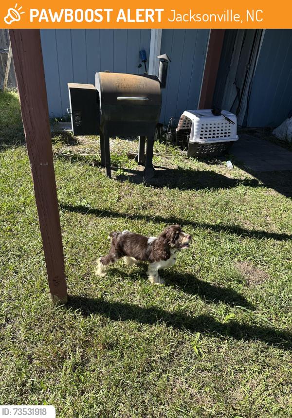 Found/Stray Male Dog last seen Onslow library, Jacksonville, NC 28540