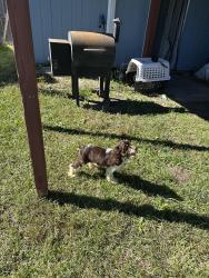 Found/Stray Male Dog last seen Onslow library, Jacksonville, NC 28540