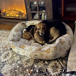Reunited Female Dog last seen Near Little Gloucester Road wandering the apmt complex behind the Lamppost Diner, Clementon, NJ 08021