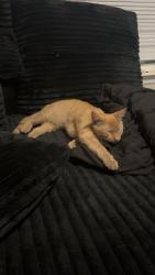 Lost Female Cat last seen Kingly ones, Richmond, VA 23234