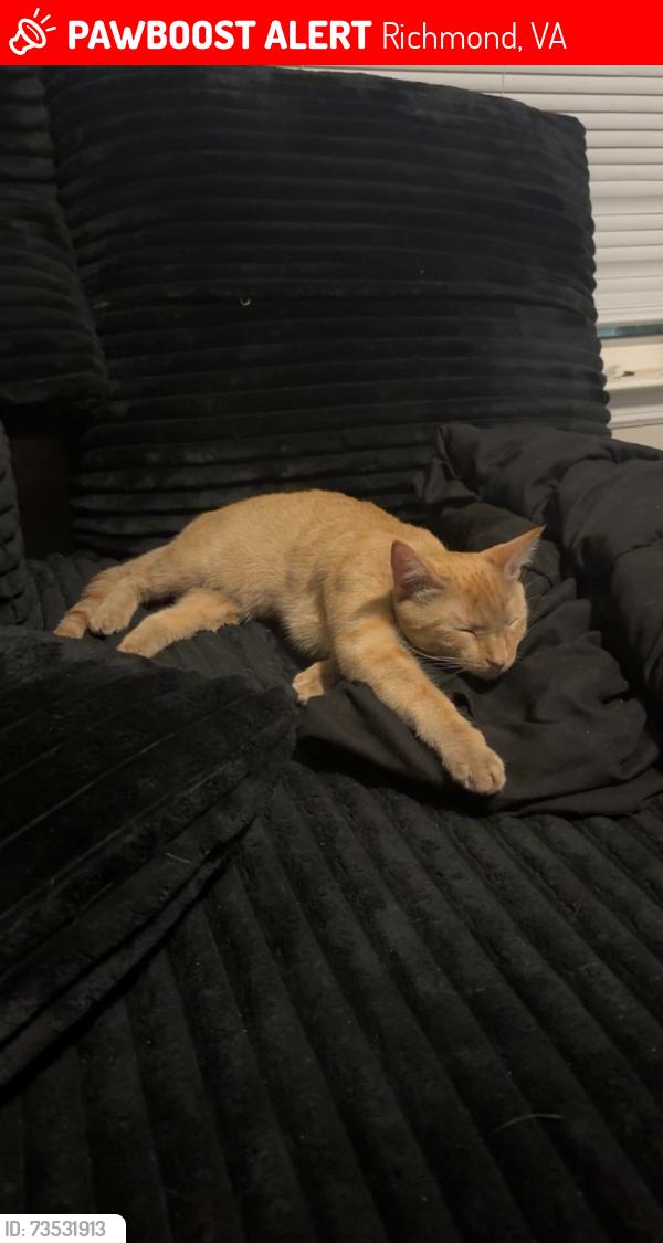 Lost Female Cat last seen Kingly ones, Richmond, VA 23234