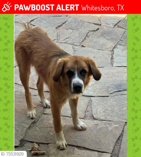 Lost Male Dog last seen Near and CR114, Whitesboro, TX 76273