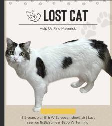 Lost Male Cat last seen PCH and Termino, Long Beach, CA 90831