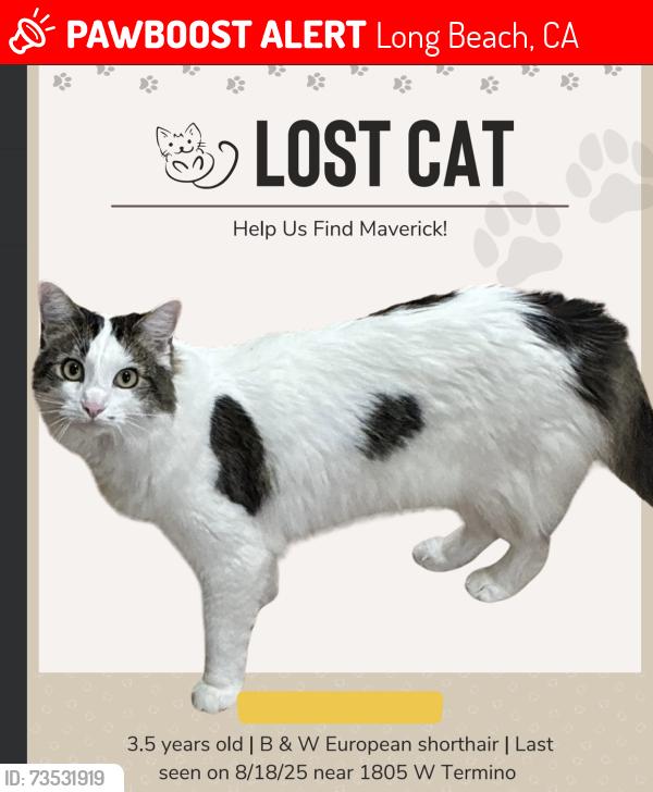 Lost Male Cat last seen PCH and Termino, Long Beach, CA 90831