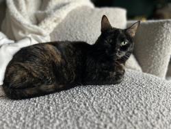 Lost Female Cat last seen Linworth Rd and Larkstone Drive, Columbus, OH 43235