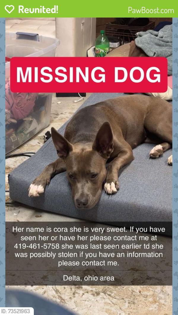 Reunited Female Dog last seen County road L, Delta, OH 43515