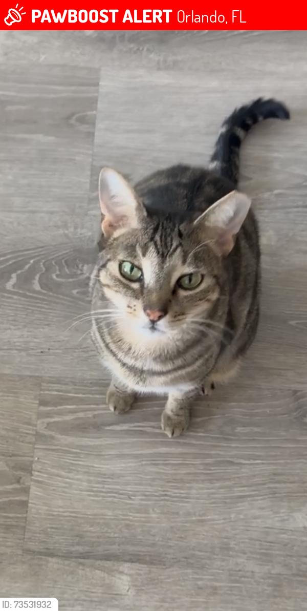 Lost Male Cat last seen Bumby, Orlando, FL 32806