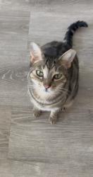 Lost Male Cat last seen Bumby, Orlando, FL 32806