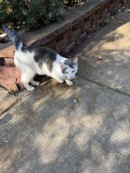 Found/Stray Female Cat last seen Willow and bissell Lincoln park, Chicago, IL 60614