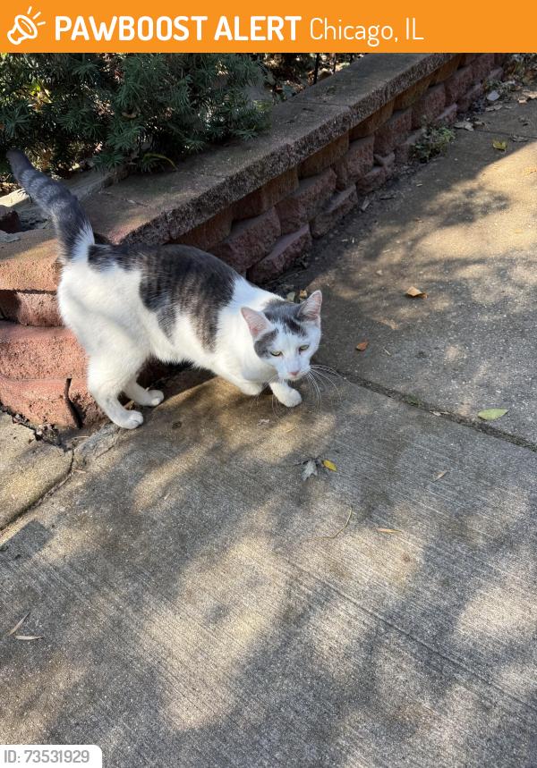 Found/Stray Female Cat last seen Willow and bissell Lincoln park, Chicago, IL 60614