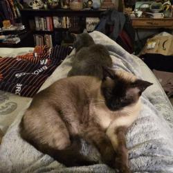 Lost Female Cat last seen 17th and kingston, Aurora, CO 80010
